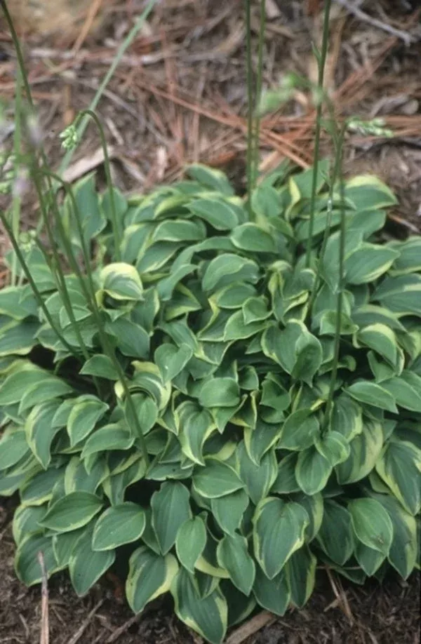 hosta-venusta-kinbotan Hosta venusta ‘Kinbotan’