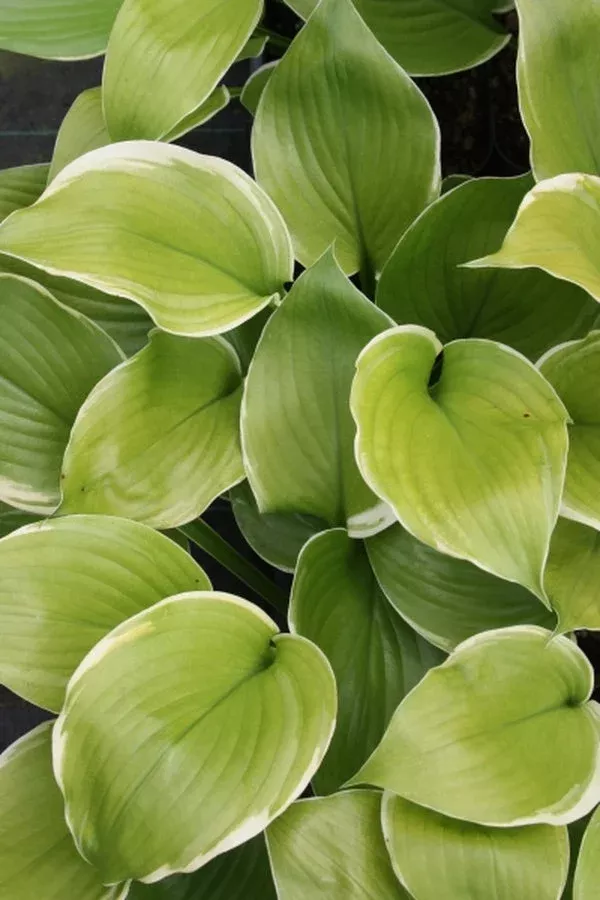 hosta-winter-snow Hosta ‘Winter Snow’