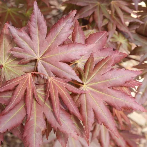 hot-chana-japanese-maple Hot Chana Japanese Maple