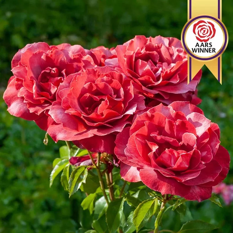 hot-cocoa-floribunda-rose Hot Cocoa Floribunda Rose