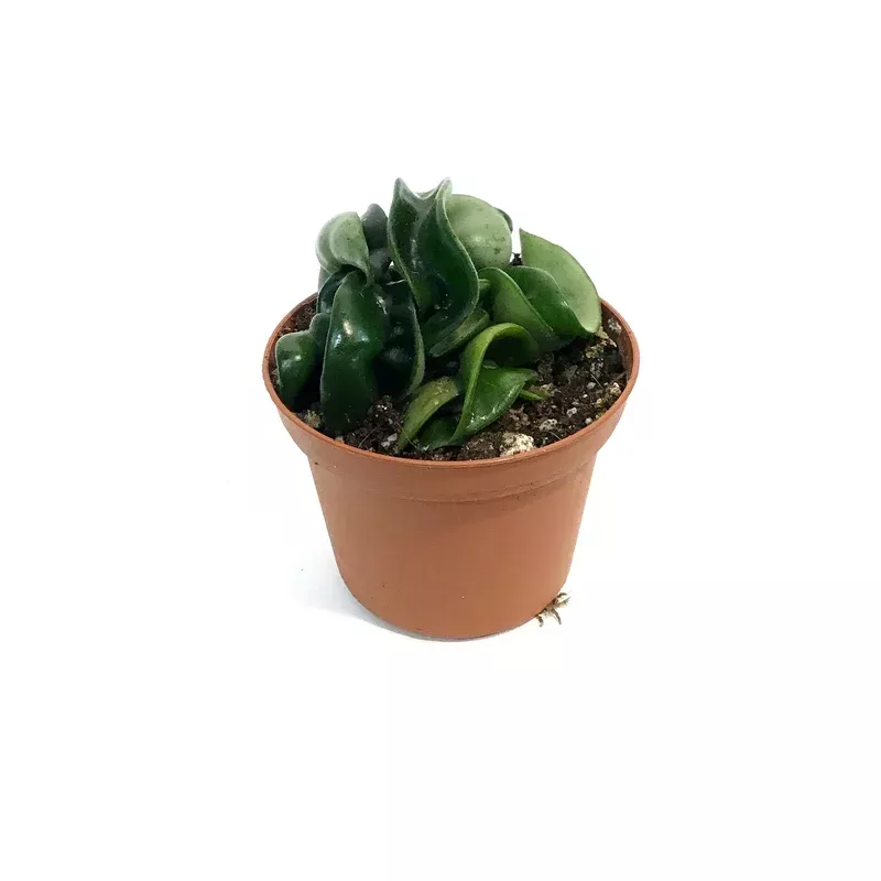 hoya-3in-compacta Hoya 3in Compacta