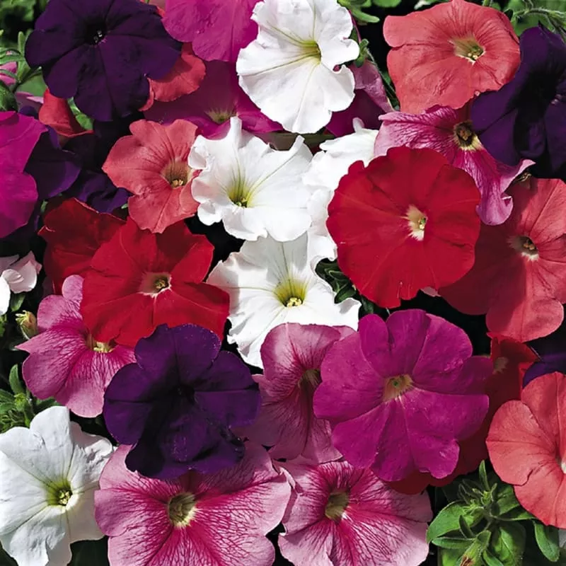hurrah-mix-petunia Hurrah Mix Petunia