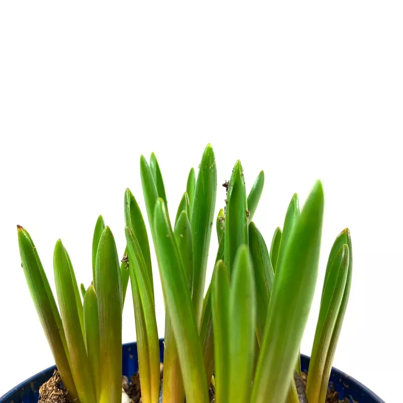 hyacinth-4in-planted-bulb Hyacinth 4in Planted Bulb