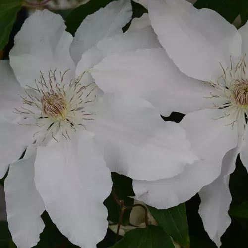 hyde-hall-clematis Hyde Hall Clematis