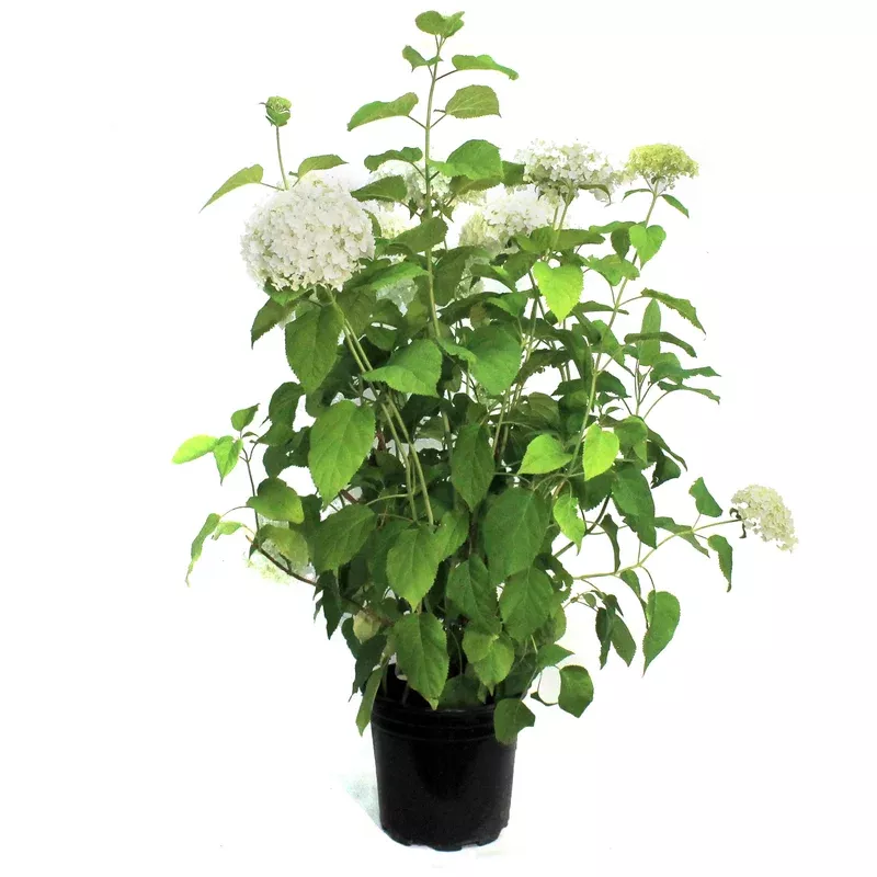 hydrangea-2-gal-annabelle Hydrangea 2 gal Annabelle