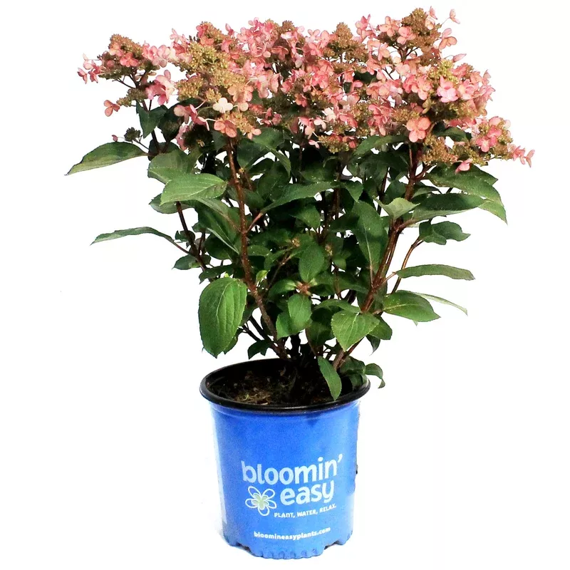 hydrangea-2-gal-lavalamp-torch Hydrangea 2 gal Lavalamp Torch