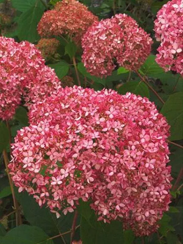 hydrangea-arborescens-spirit-pp-20-765 Hydrangea arborescens ‘Spirit’ PP 20,765