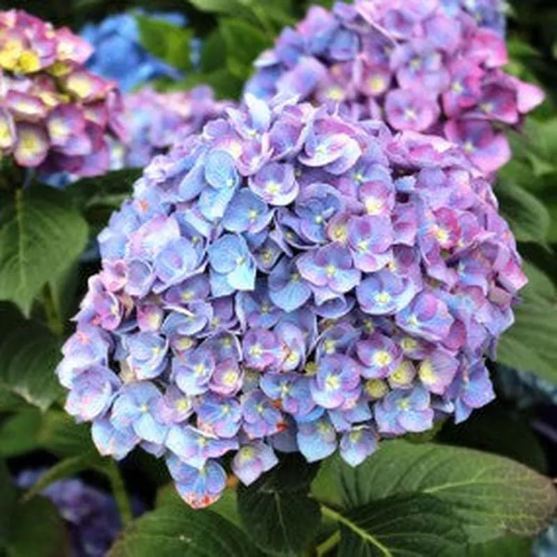 Hydrangea macrophylla ‘Purple Passion’