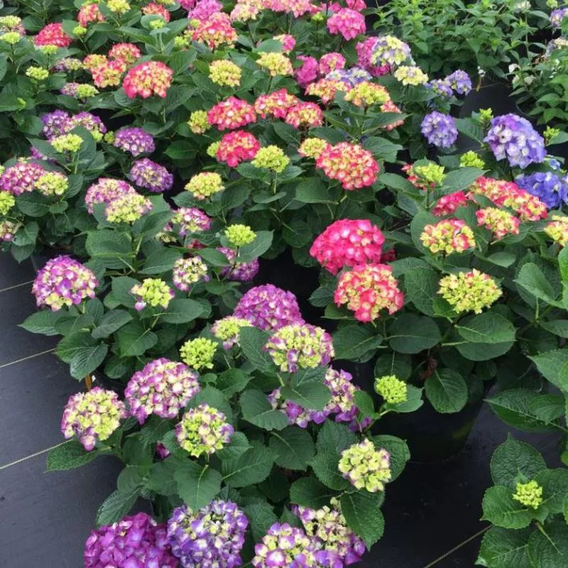 Hydrangea macrophylla ‘SMNHML’ Wee Bit Giddy PW