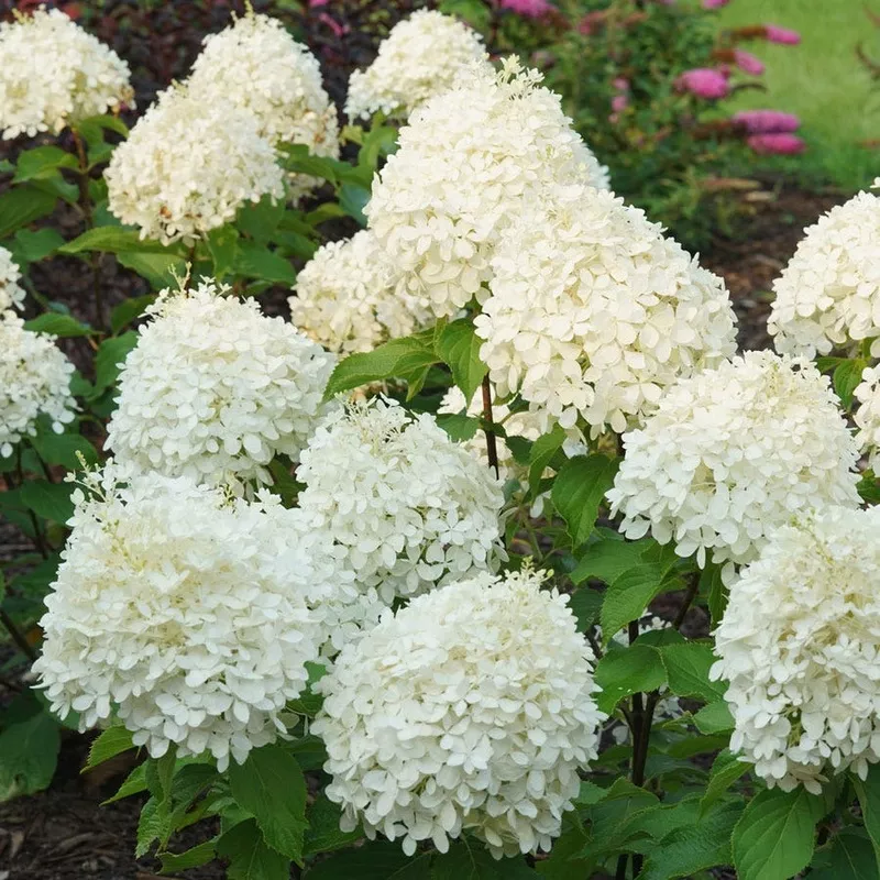 Hydrangea Puffer Fish Panicle Hydrangea