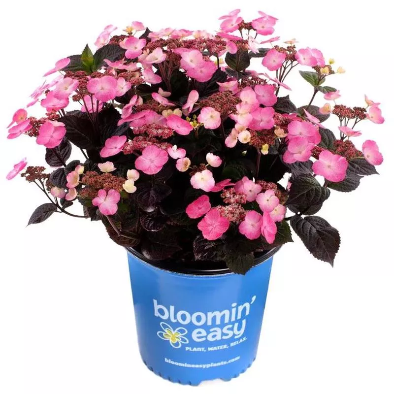 Hydrangea, serrata Pink Dynamo