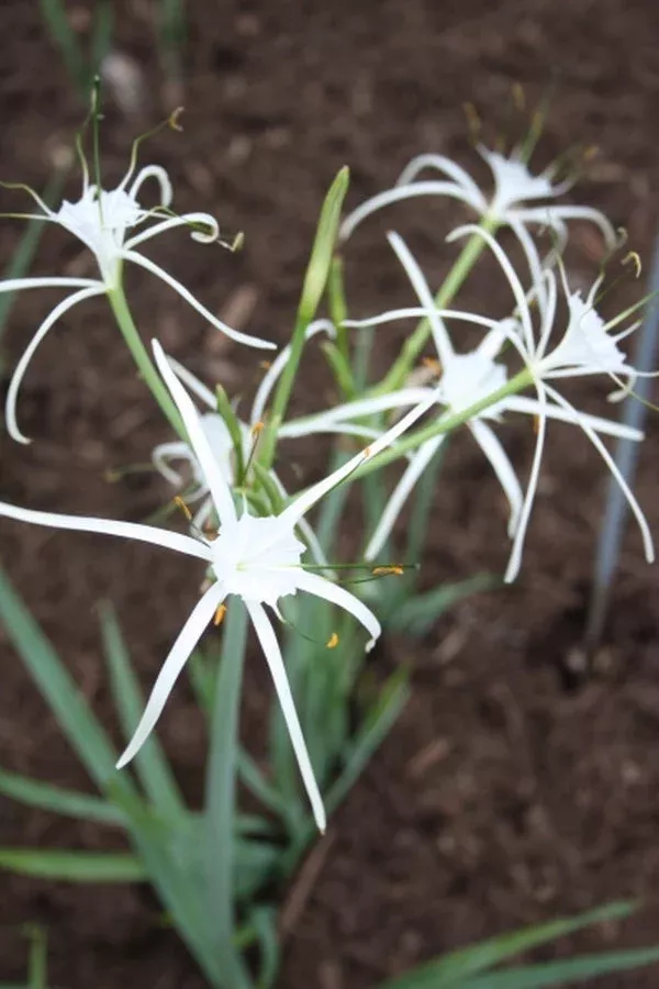 hymenocallis-howardii Hymenocallis howardii