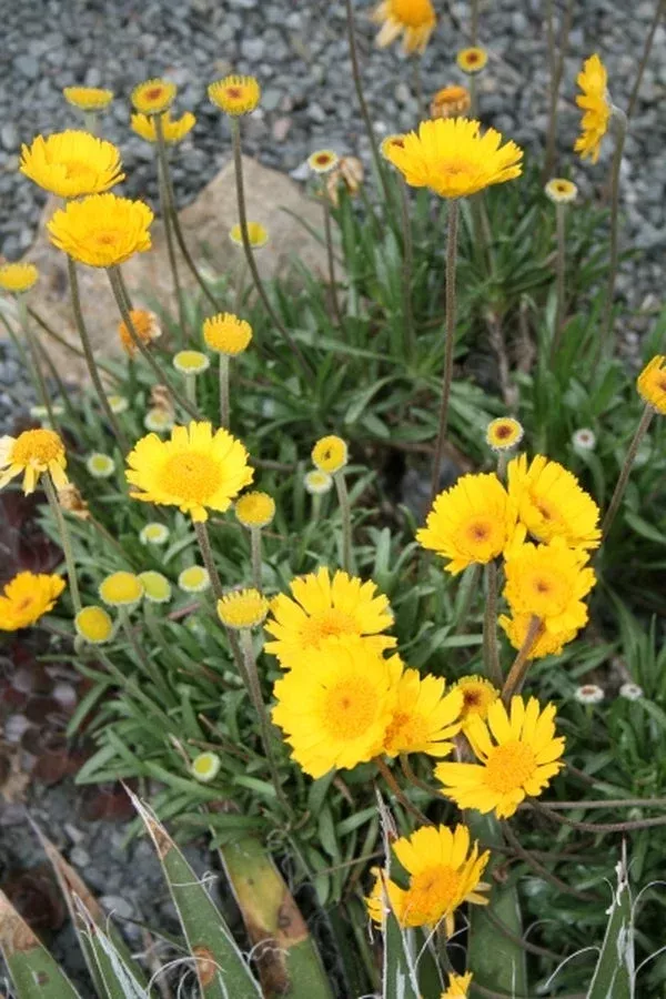 hymenoxys-acaulis Hymenoxys acaulis