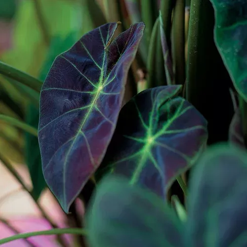 illustris-colocasia Illustris Colocasia
