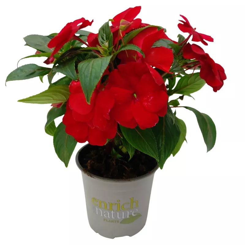 impatiens-tropical-red-13cm Impatiens Tropical Red – 13CM