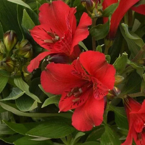 inca-bandit-peruvian-lily Inca Bandit™ Peruvian Lily