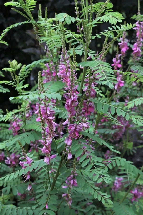 indigofera-heterantha Indigofera heterantha