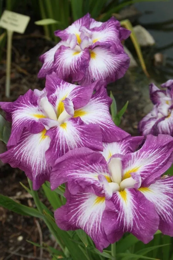 Iris ensata ‘Agrippinella’
