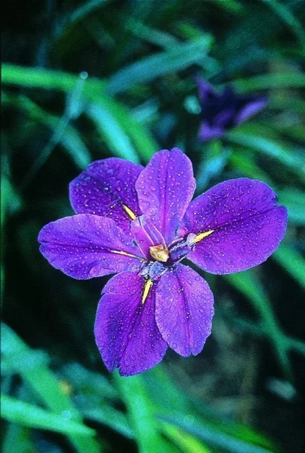 iris-full-eclipse Iris ‘Full Eclipse’