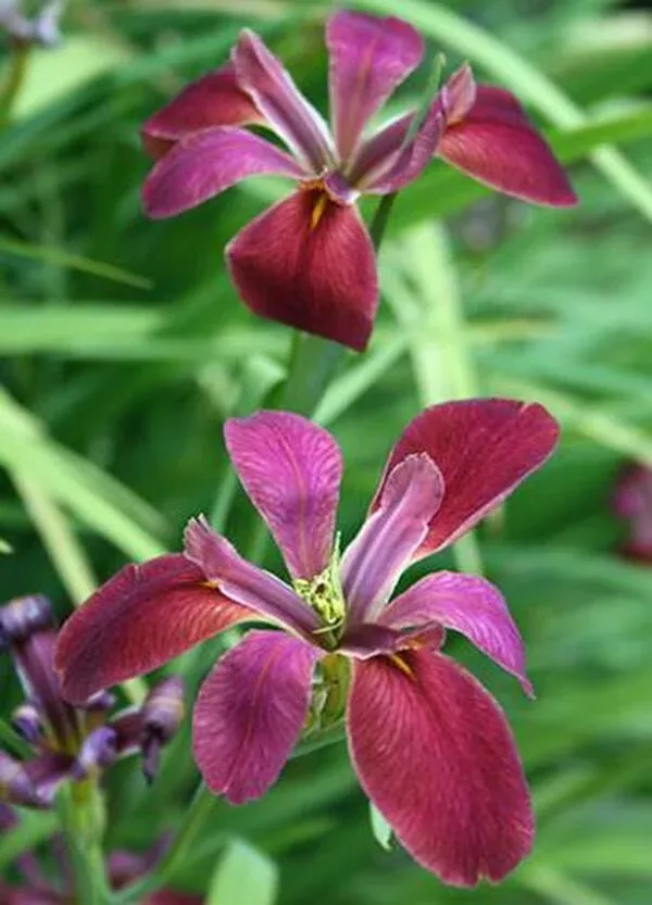 iris-nelsonii Iris nelsonii