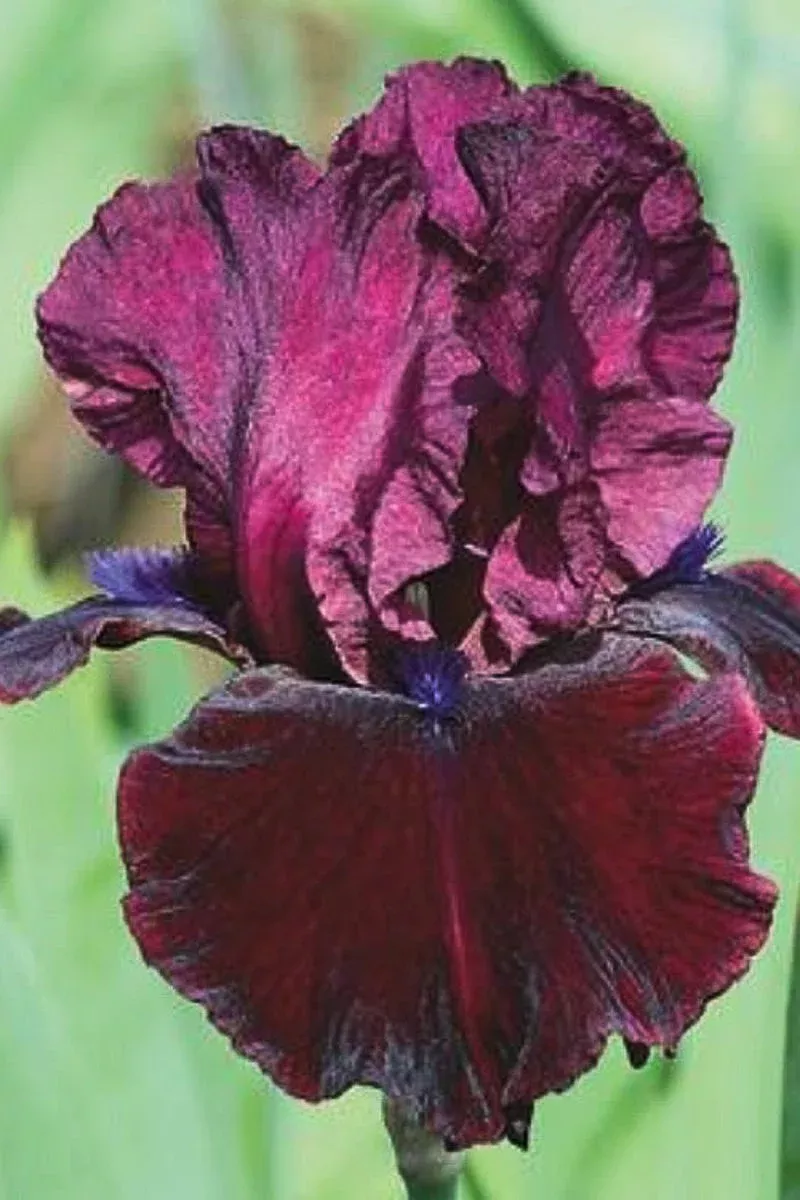 Iris Neptune’s Wine