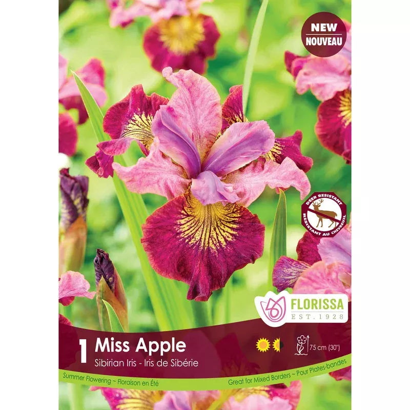 iris-siberian-miss-apple-bulb-1-pack Iris Siberian – Miss Apple Bulb 1 Pack