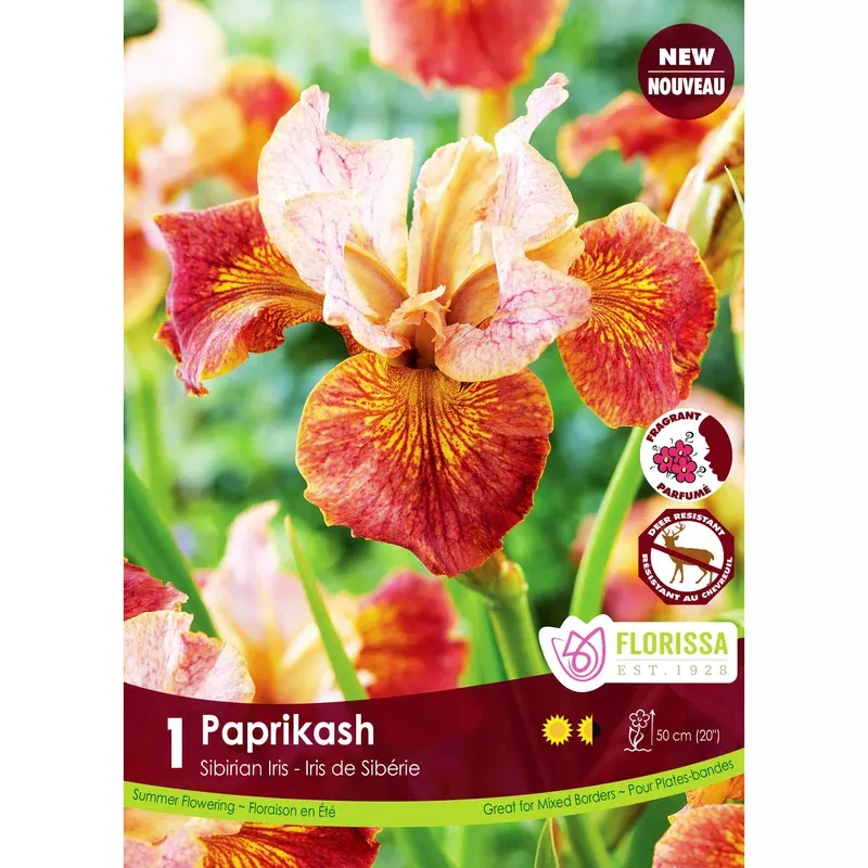 iris-siberian-paprikash-bulb-1-pack Iris Siberian – Paprikash Bulb 1 Pack