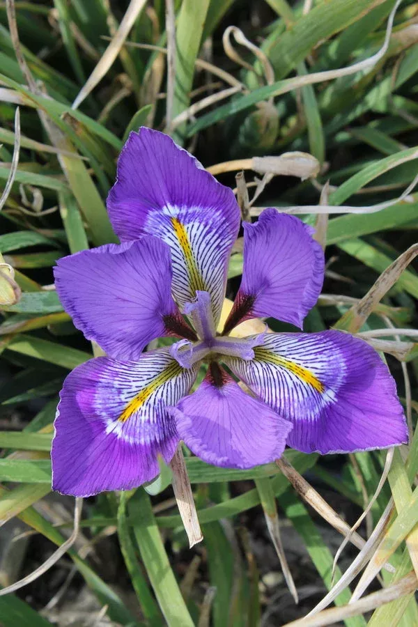 Iris unguicularis ‘Dazzling Eyes’