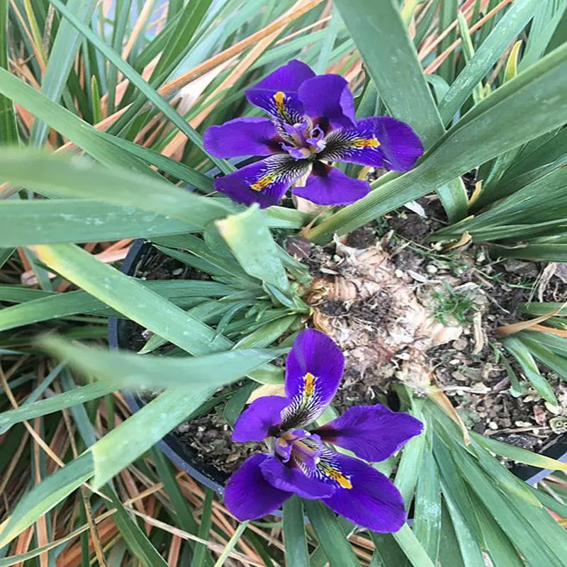 iris-unguicularis-diana-clare IRIS UNGUICULARIS ‘DIANA CLARE’
