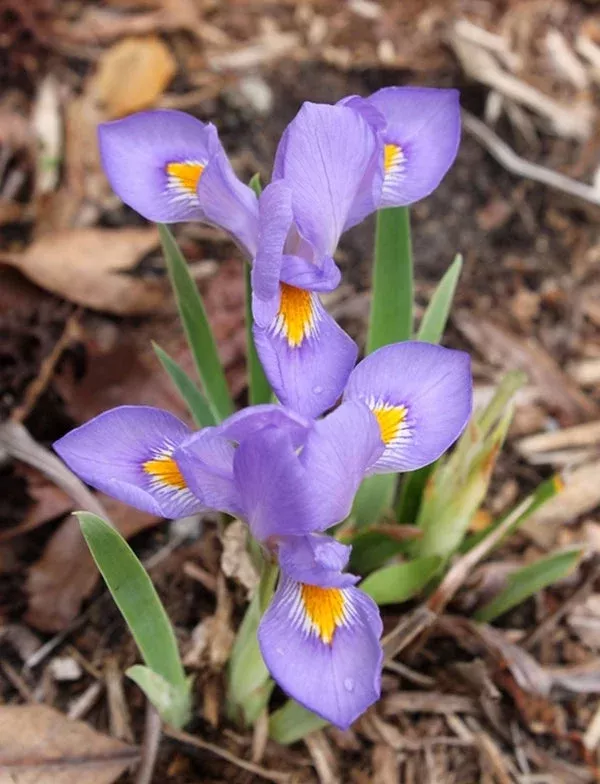 iris-verna-cleo-chapel-road Iris verna ‘Cleo Chapel Road’