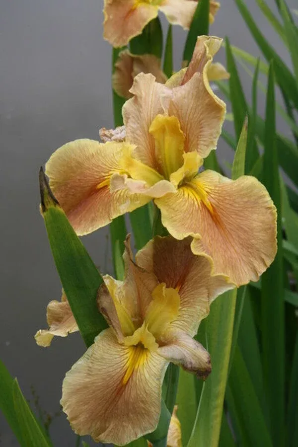 iris-x-louisiana-melon-cocktail Iris x louisiana ‘Melon Cocktail’