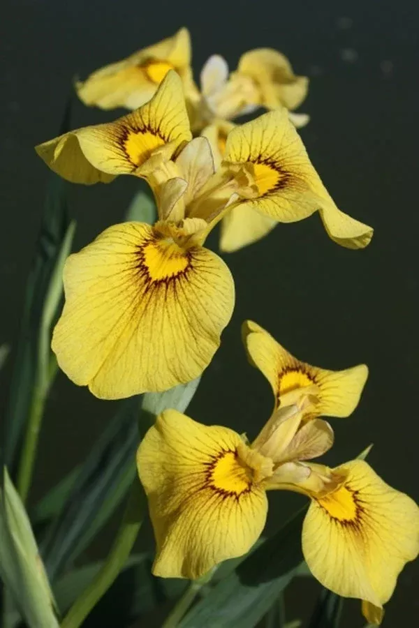 iris-x-pseudata-chance-beauty Iris x pseudata ‘Chance Beauty’