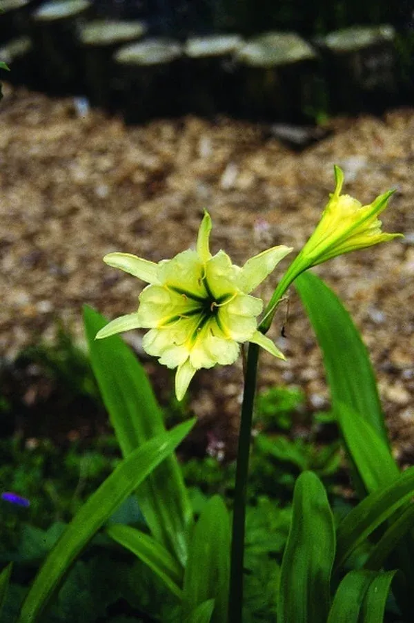 ismene-sulphur-queen Ismene ‘Sulphur Queen’