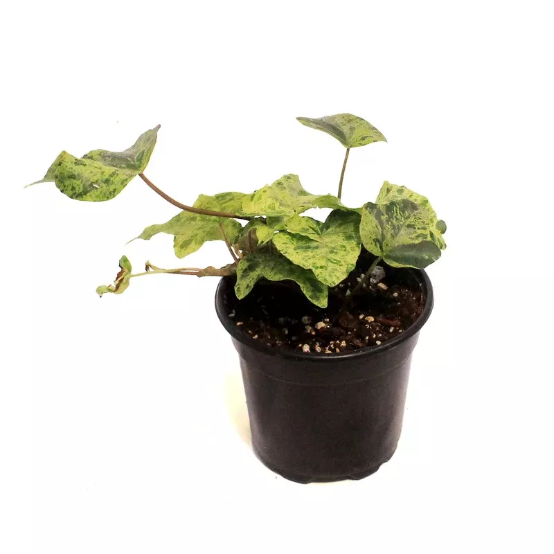 Ivy 4in Luzii Varigated