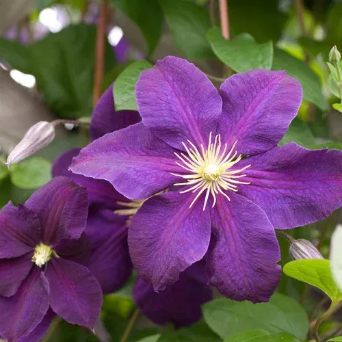 jackmanii-superba-clematis Jackmanii Superba Clematis