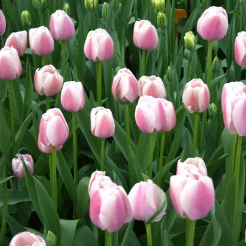 jacuzzi-tulip-bulbs Jacuzzi Tulip Bulbs