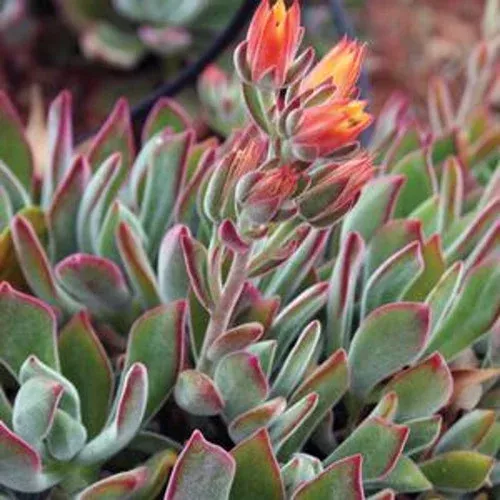 jasper-echeveria Jasper Echeveria