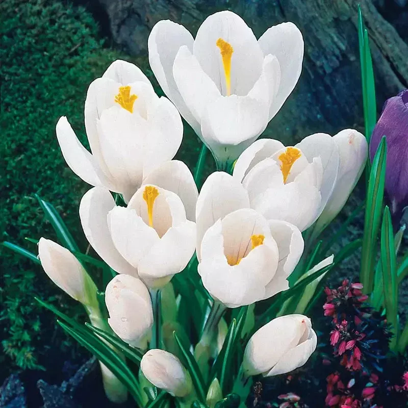 jeanne-d-arc-giant-dutch-crocus Jeanne d’Arc Giant Dutch Crocus