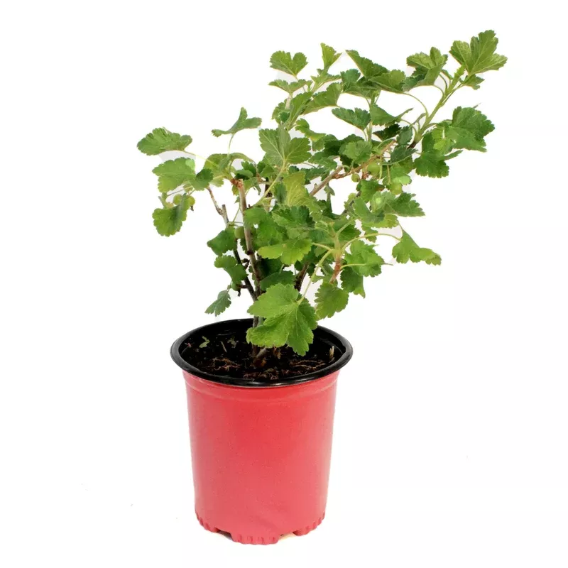 josta-berry-1gal Josta Berry 1Gal