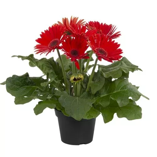 joybera-red-gerbera Joybera Red Gerbera