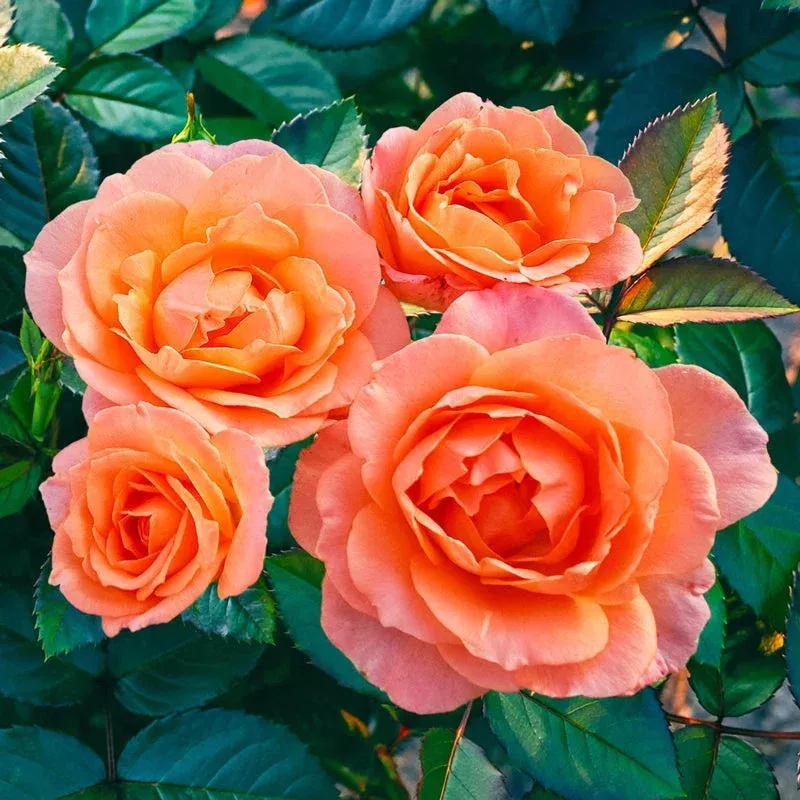 jump-joyfloribunda-rose Jump for JoyFloribunda Rose