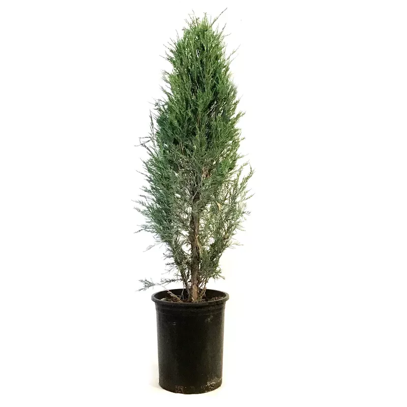 juniper-5-gal-blue-haven Juniper 5 gal Blue Haven