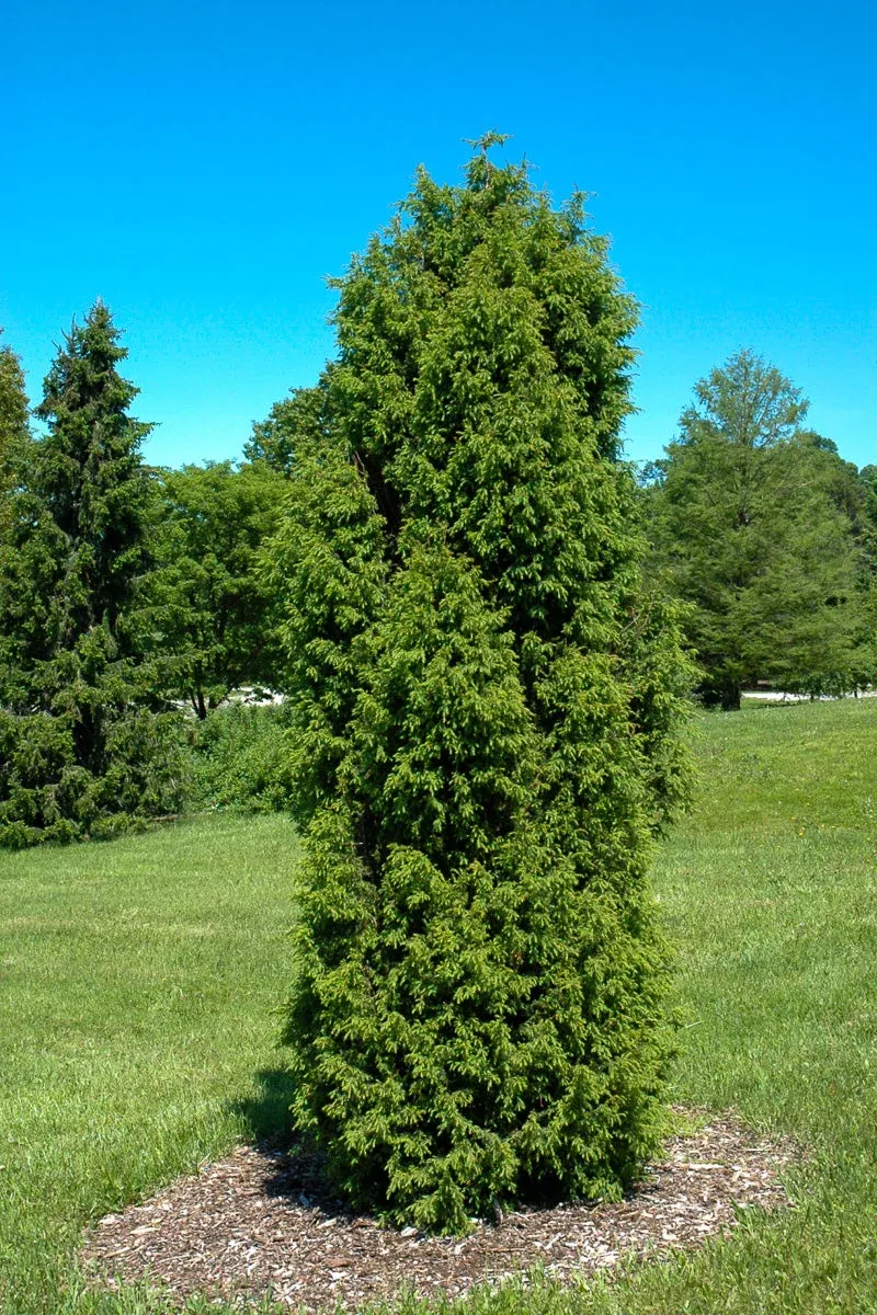 juniper-common-pencil-point Juniper, Common Pencil Point