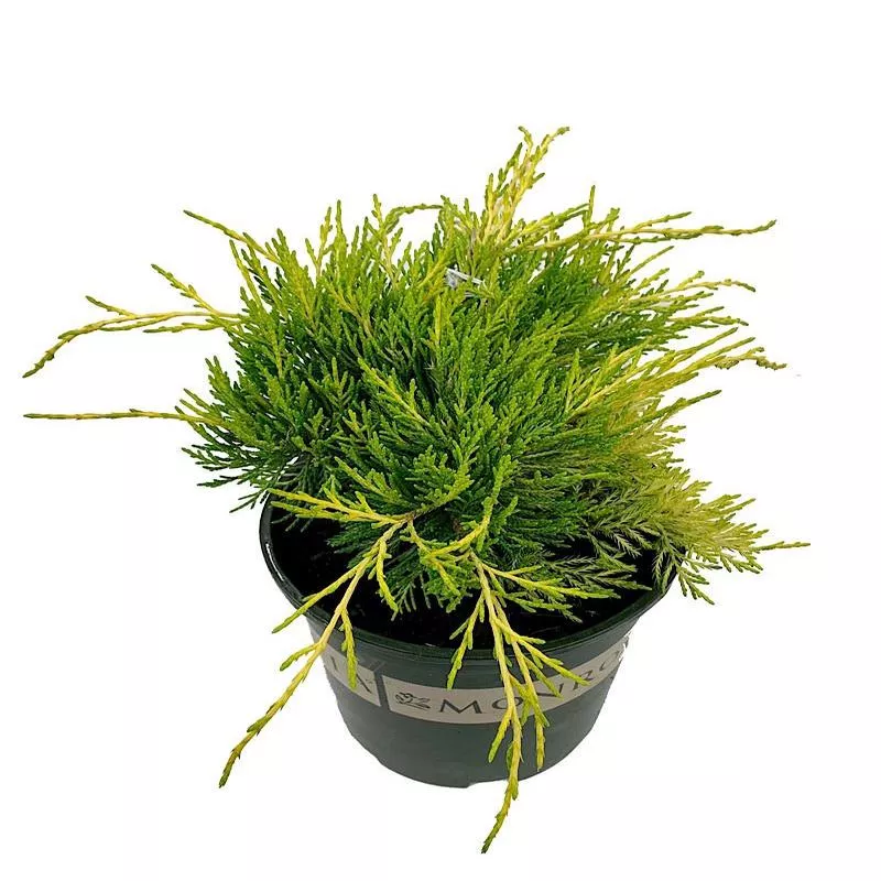 Juniperus communis ‘Gold Coast’1 Gal