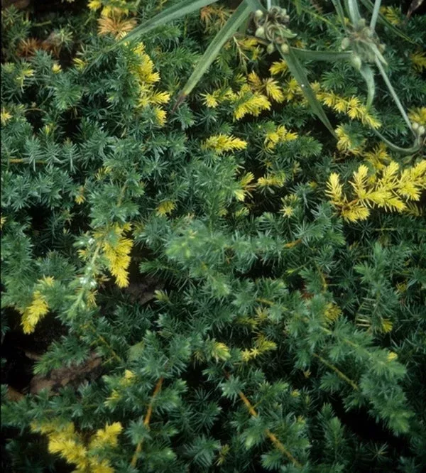 juniperus-conferta-sunsplash Juniperus conferta ‘Sunsplash’
