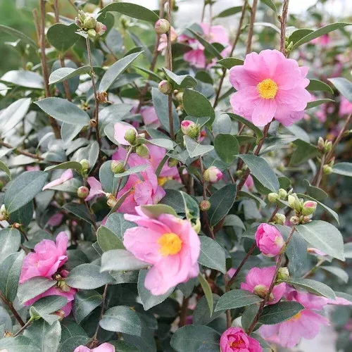 Just Chill™ Double Mauve Camellia