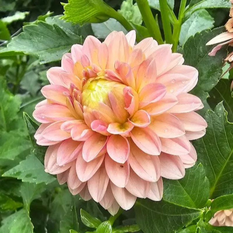 KA’s Boho Peach Dahlia – LIMIT 1 * PLEASE READ DESCRIPTION