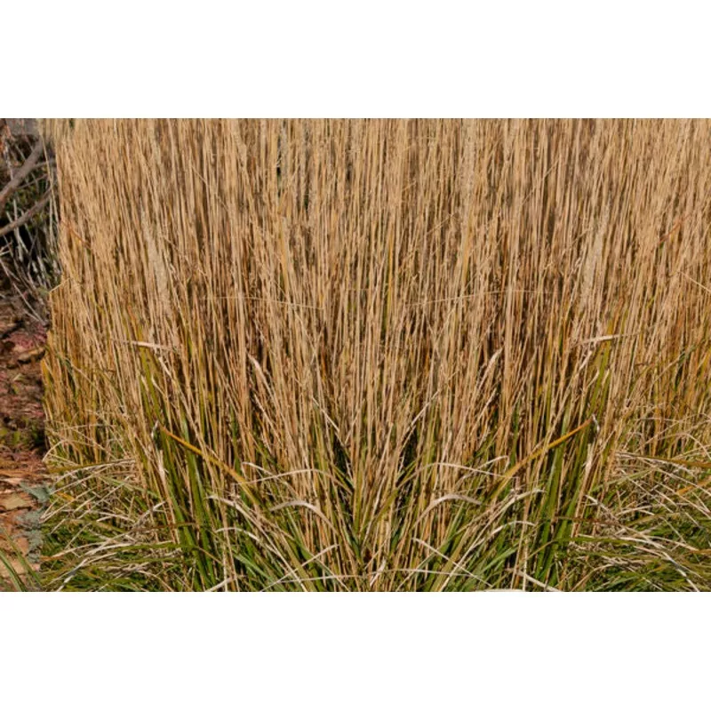 karl-forester-feather-reed-grass Karl Forester Feather Reed Grass