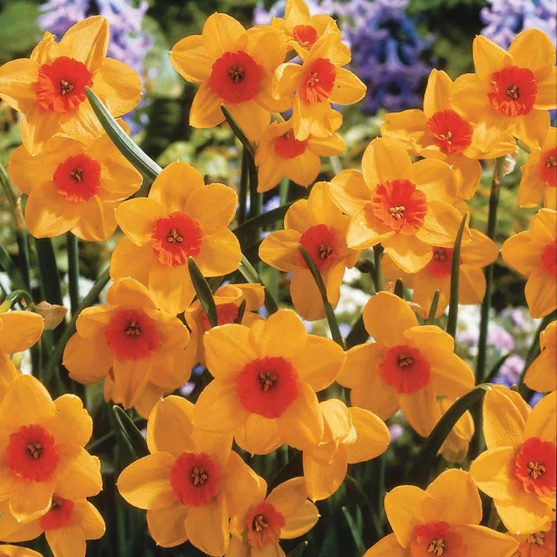 kedron-daffodil Kedron Daffodil