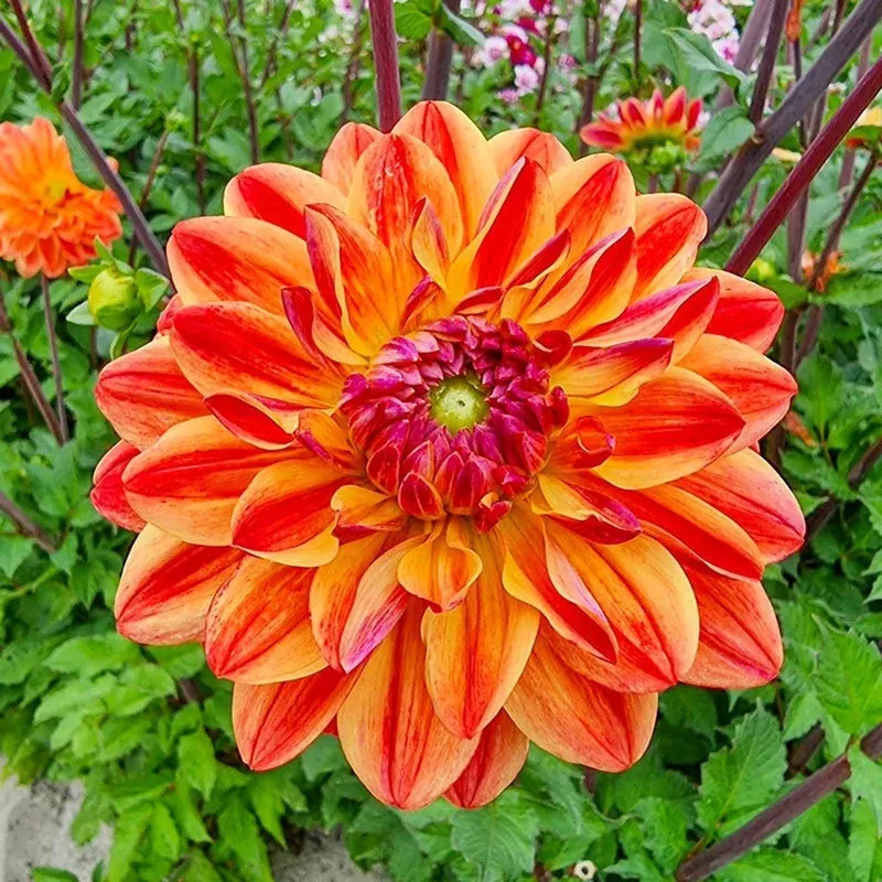 kees-verkade-dahlia Kees Verkade Dahlia